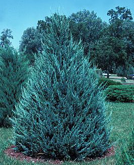 Можжевельник скальный `Блю Хэвн`, Juniperus scopulorum `Blue Heaven ...